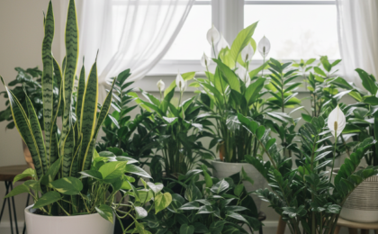 low maintenance indoor plants for shade